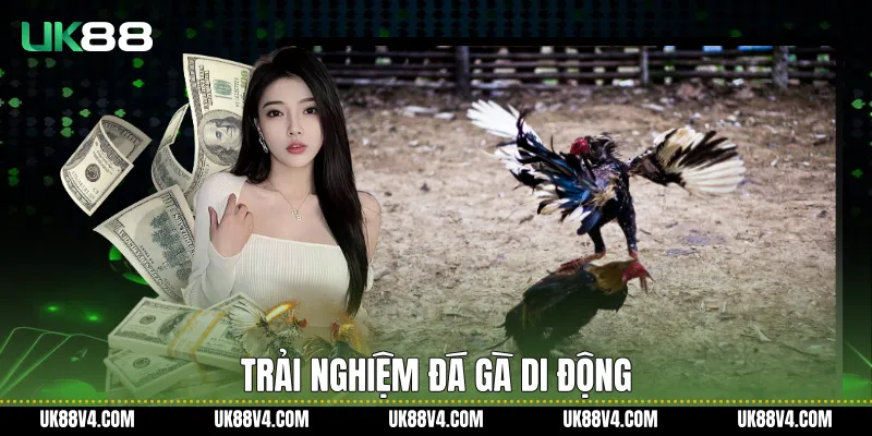 Đá Gà UK88 - Trải Nghiệm Theo Dõi Ổn Định, Rõ Ràng Trải nghiệm đá gà di động